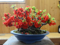 Chaenomeles Flower Seeds for Planting, Unique Variety, 100 pcs