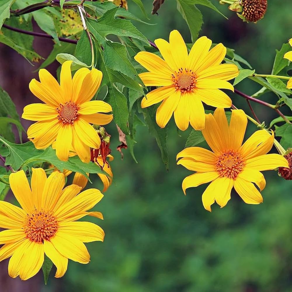 Tithonia Diversifolia Flower Seeds for Planting - 100 pcs for planting in your garden.