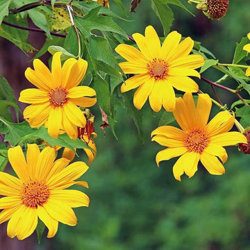 Tithonia Diversifolia Flower Seeds for Planting - 100 pcs for planting in your garden.