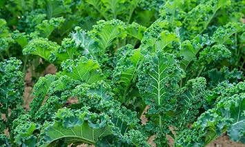 Kale Seeds for Vegetable Garden, 100 Pcs pcs