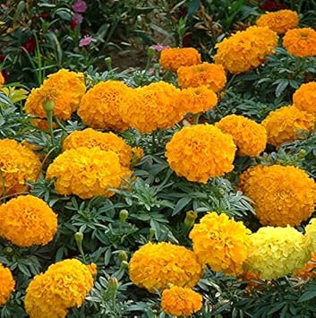 Organic Yellow Marigold Flower Seeds for Planting ƒ?? Heirloom, Non-GMO, Fresh Garden Seeds