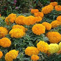 Organic Yellow Marigold Flower Seeds for Planting ƒ?? Heirloom, Non-GMO, Fresh Garden Seeds