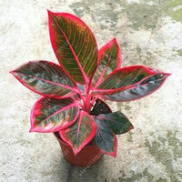 Pink Aglaonema Plant Seeds for Planting, NON GMO Seeds- 100 pcs