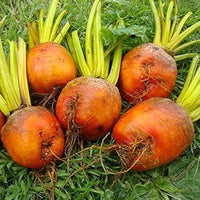 Radish Seeds for Planting, Dark Orange, 100 Pcs pcs