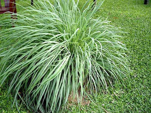 Premium Lemongrass Seeds for Gardening – Non-GMO, High Germination See