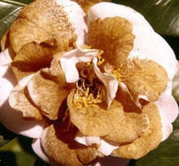 Brown Camellia Seeds for Planting ƒ?? Organic, Heirloom, Non-GMO Flower Seeds