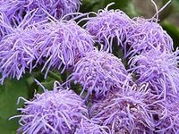 Violet Ageratum Flower Seeds for Planting - Heirloom & Non-GMO garden seeds