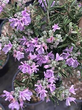 100 Pcs