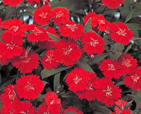 Burgundy Dianthus Flower Seeds for Planting - 100 pcs seeds for planting in home garden