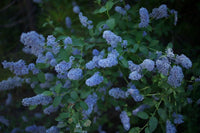 Integerrimus Flower Seeds for Planting, 100 pcs
