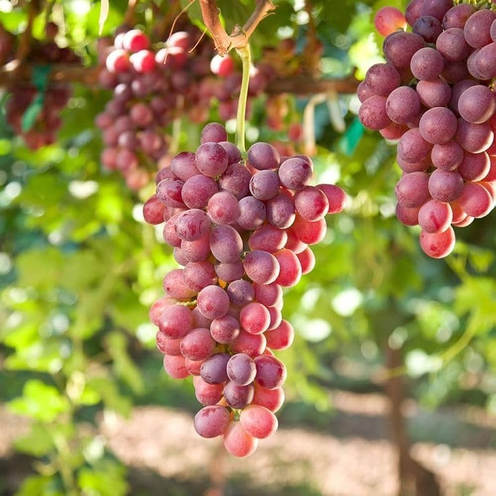 Grape red perennial plant for decorative garden display
