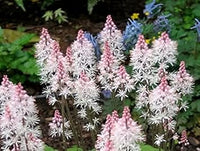 Pink White Tiarella Seeds for Planting, NON GMO Seeds