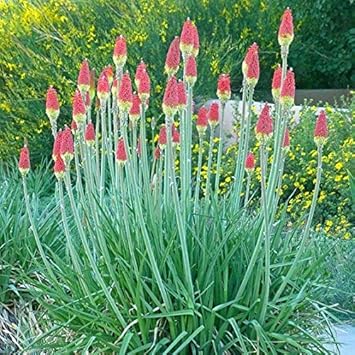 Heirloom Non-GMO Red Kniphofia Flower Seeds for Planting – Striking Torch-Lily Blooming Seeds
