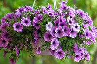 Petunia Double Madness Burgundy Flower Seeds for Planting - Heirloom, NON-GMO, Easy to Grow