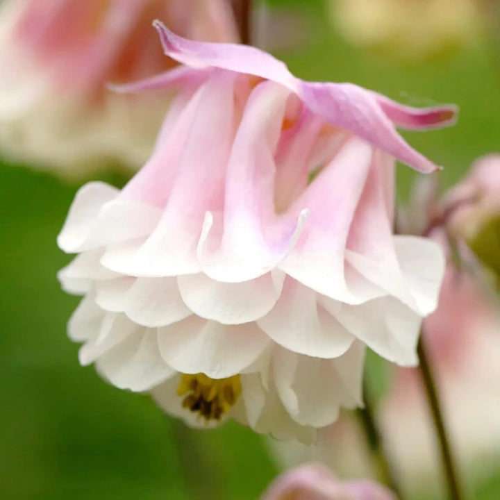 Heirloom Non-GMO Aquilegia Columbine Flower Seeds for Planting – Colorful Perennial Garden Blooms