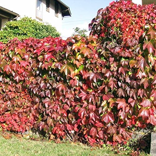 Boston Ivy Vine Virginia Creeper Parthenocissus tricuspidata Climbing Seeds for Planting