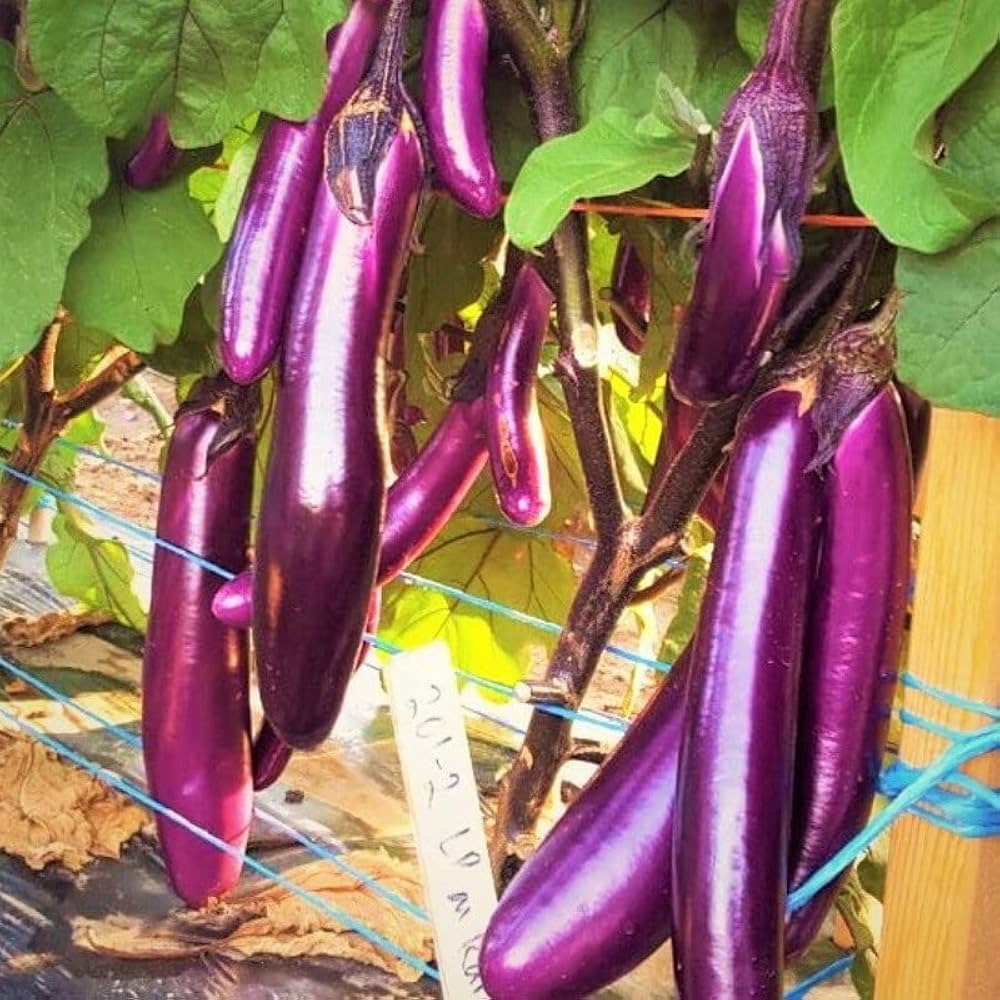 Millionaire Purple Eggplant Seeds for Planting heirloom & Non-GMO Seeds