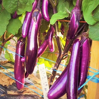 Millionaire Purple Eggplant Seeds for Planting heirloom & Non-GMO Seeds