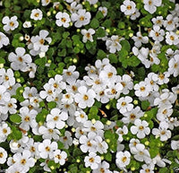 Bacopa Flower Seeds for Planting, Mixed Colors, 100 pcs