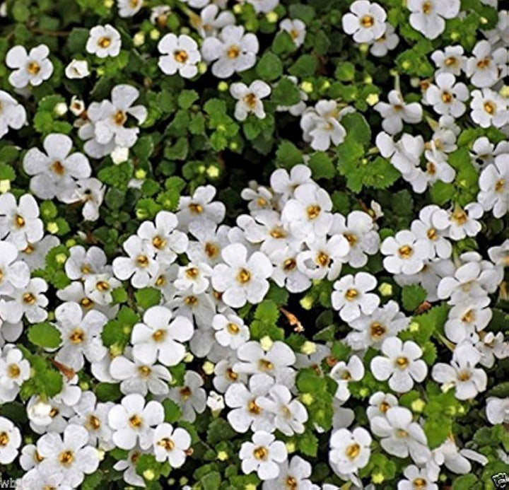 Bacopa Flower Seeds for Planting, Mixed Colors, 100 pcs