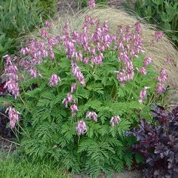 Heirloom Fringed Flower Seeds for Planting, Non-GMO