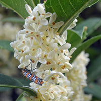 Heirloom Non-GMO Osmanthus Flower Seeds for Fragrant Garden Planting - Non-GMO for planting in home garden
