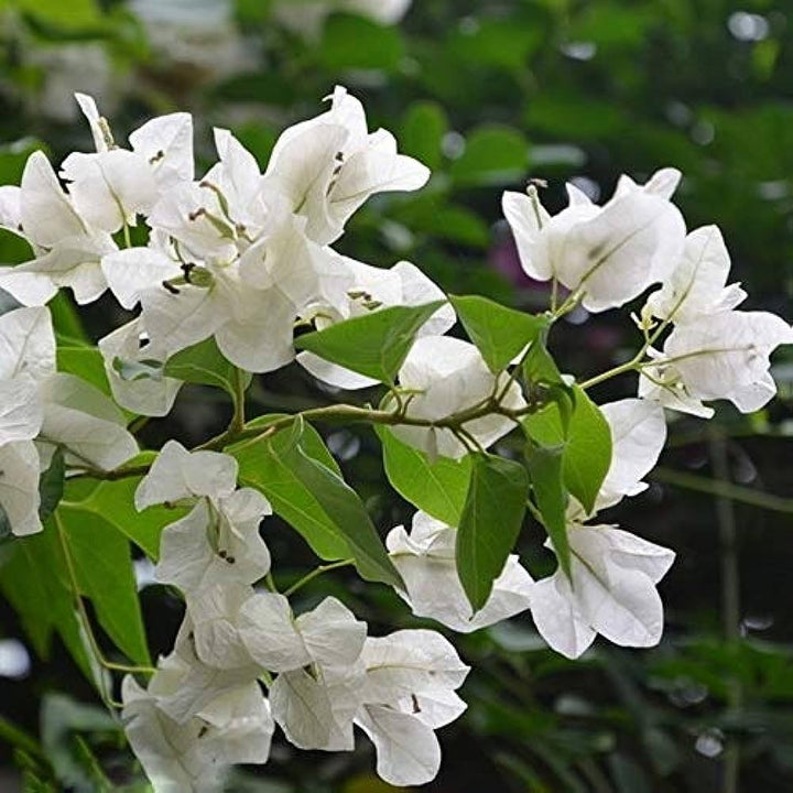 White Bougainvillea Kousa Flower Seeds ƒ?? Heirloom, Non-GMO Flower Seeds for Planting