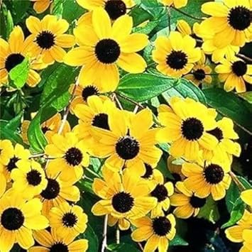 Yellow Rudbeckia Triloba Flower Seeds for Planting 100 pcs seeds for planting in home garden