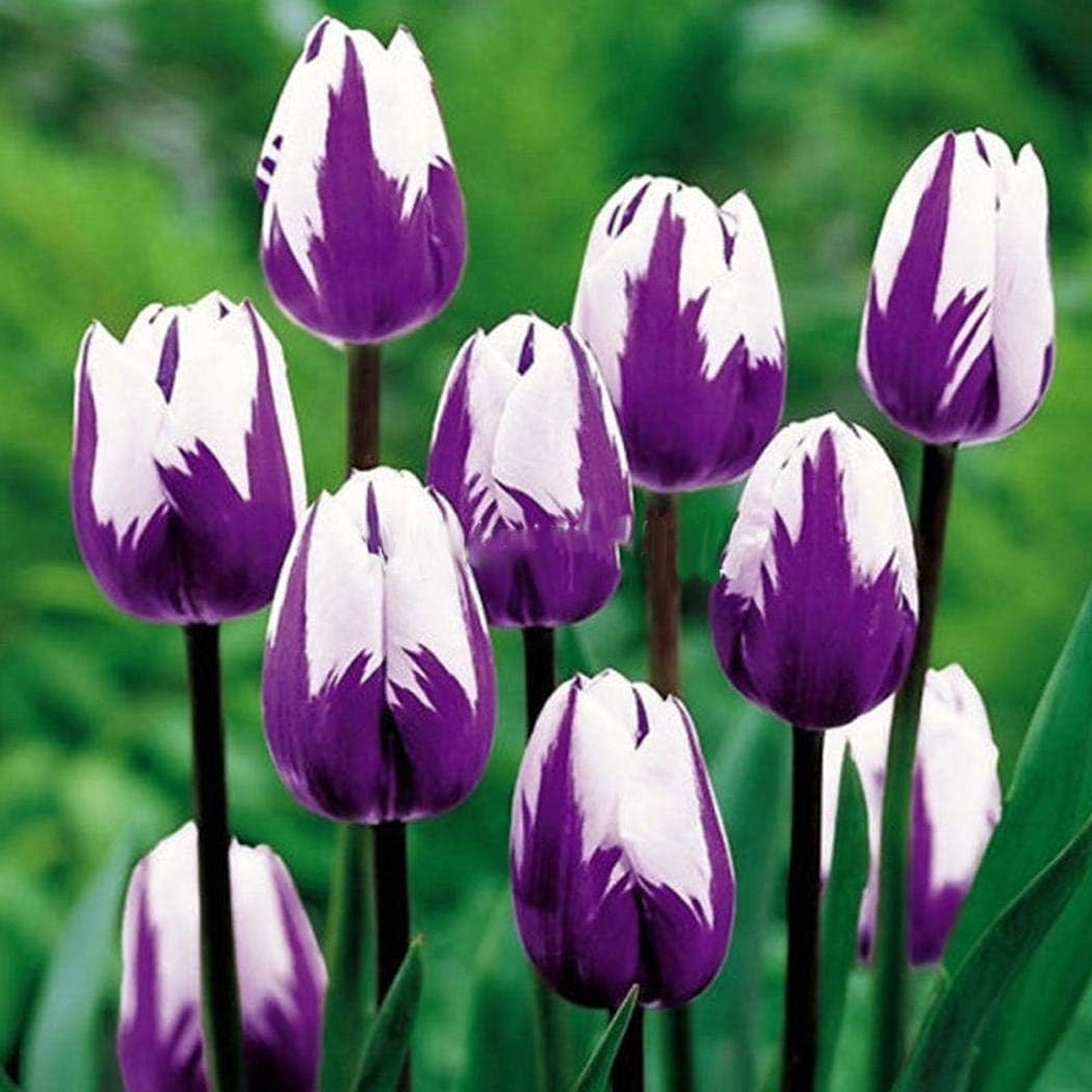 White Purple Flower Seeds for Planting â€“ Heirloom, Non-GMO, Vibrant Garden Blooms for planting in home garden