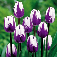 White Purple Flower Seeds for Planting â€“ Heirloom, Non-GMO, Vibrant Garden Blooms for planting in home garden