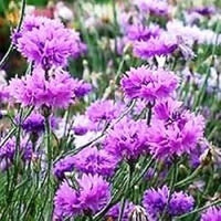Purple Centaurea Flower Seeds for Planting, 100 pcs