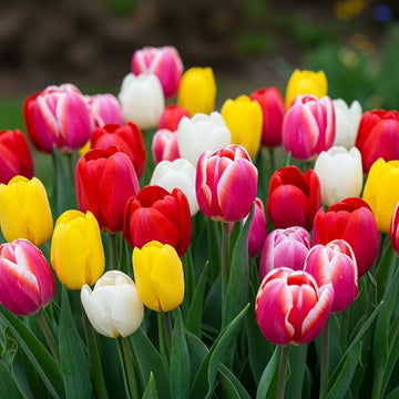 Colorful perennial tulips blooming in a sunny garden bed.