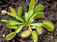 Heirloom Non-GMO Venus Fly Trap Flower Seeds for Carnivorous Indoor and Terrarium Planting