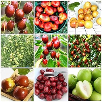 Mixed jujube Ziziphus seeds for fruit garden