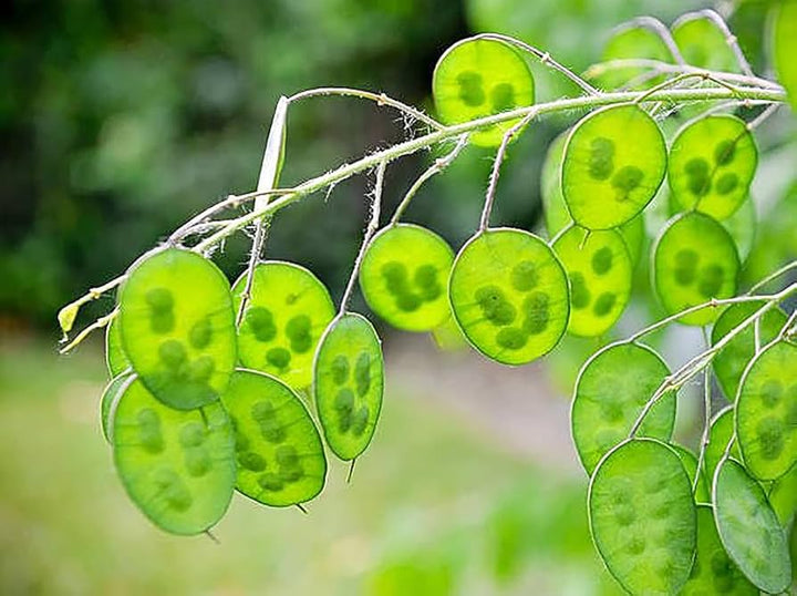 Lunaria Plant Seeds for Planting - NON GMO Seeds