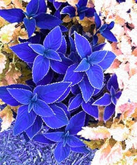 Blue Coleus Plant Seeds for Planting - Heirloom and Non-GMO Garden Seeds