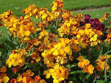 Mixed Cheiranthus Seeds for Planting - NON GMO Seeds