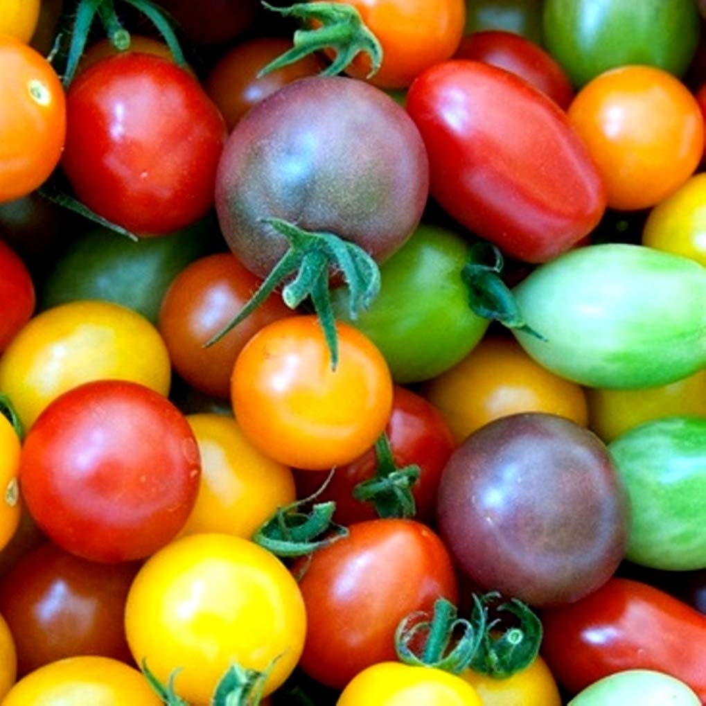 Heirloom Rainbow Cherry Tomato Seeds for Planting - Non-GMO Garden Seeds