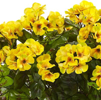 Thick Yellow Geranium Flower Seeds for Planting - Heirloom & Non-GMO Seeds for Home Garden