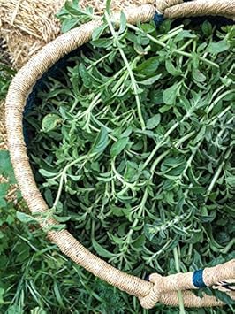 Green Pennyroyal Herb Plant Seeds for Aromatic and Pet-Friendly Gardens Scientific Name Placeholder for planting in home garden