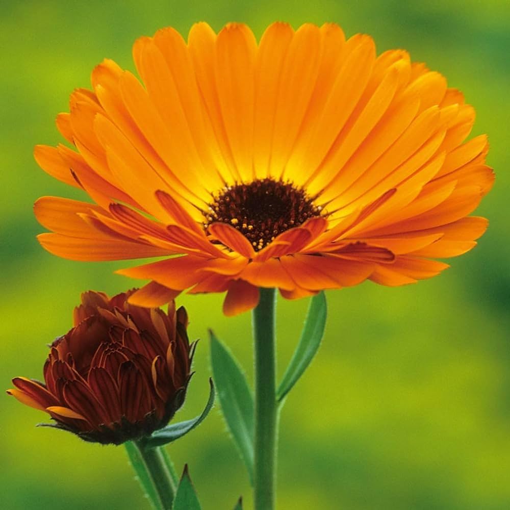 Heirloom Non-GMO Autumn Sowing Flower Seeds for Planting – Cool Season Hardy Garden Blooms