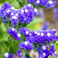 Organic Heirloom Non-GMO Statice Blue River Seeds for Planting – Vibrant Garden Blooms