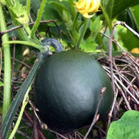 Gem Squash Vegetable Seeds for Planting - Heirloom and Non-GMO Garden Seeds