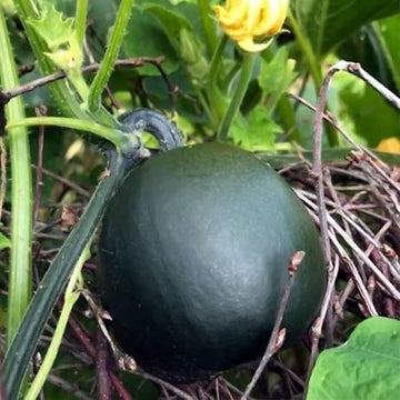 Gem Squash Vegetable Seeds for Planting - Heirloom and Non-GMO Garden Seeds