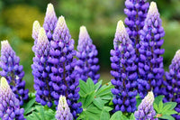 Purple Lupine Flower Seeds – Heirloom Non‑GMO