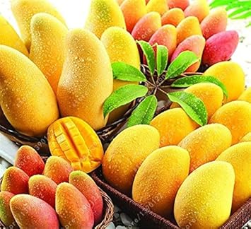 100 Pcs