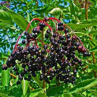 Elderberry Fruit Seeds, Plant for Healthy and Nutritious Berries 100 Pcs pcs