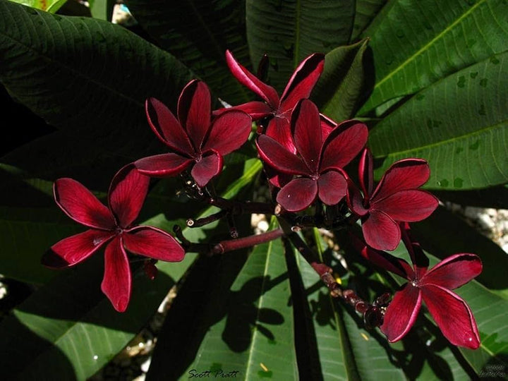 Heirloom Non-GMO Maroon Frangipani Flower Seeds for Planting ƒ?? Exotic Fragrant Blooms for Tropical Gardens