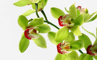 Dendrobium Green Red Orchid Seeds for Planting – Organic, Heirloom, Non-GMO
