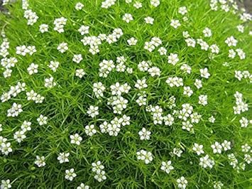 White Sagina Subulata Flower Seeds for Planting, 100 pcs seeds for planting in home garden